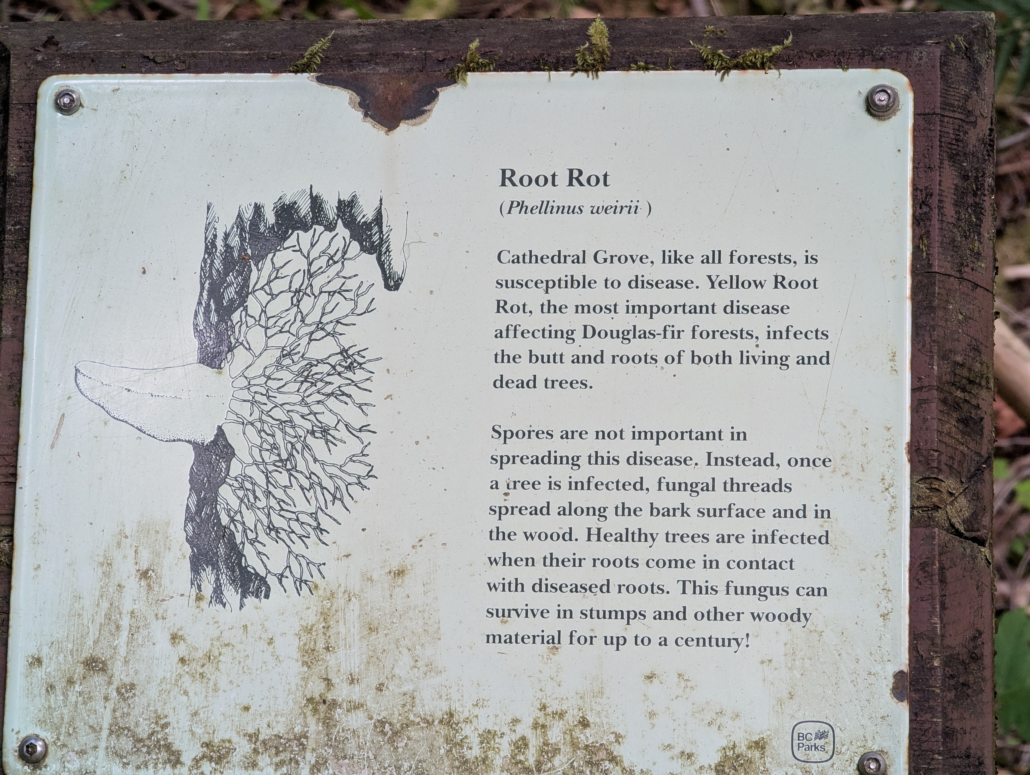 Birthday Trip to Canada, Cathedral Grove, Vancouver Island